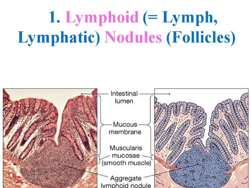 1. Lymphoid (= Lymph,  Lymphatic) Nodules (Follicles)